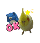 オカメインコのトッポさん（個別スタンプ：11）