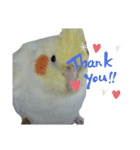 オカメインコのトッポさん（個別スタンプ：12）