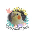 オカメインコのトッポさん（個別スタンプ：15）