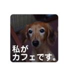 私が、カフェです。（個別スタンプ：1）