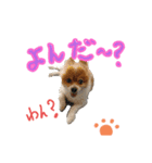 ポメ太くんだわん（個別スタンプ：1）