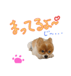 ポメ太くんだわん（個別スタンプ：2）