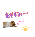 ポメ太くんだわん（個別スタンプ：3）