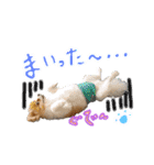 ポメ太くんだわん（個別スタンプ：6）