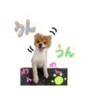 ポメ太くんだわん（個別スタンプ：8）