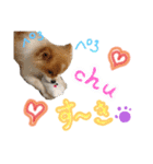 ポメ太くんだわん（個別スタンプ：9）