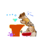 ポメ太くんだわん（個別スタンプ：10）