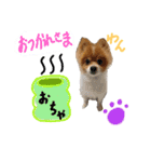 ポメ太くんだわん（個別スタンプ：11）