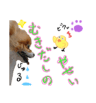 ポメ太くんだわん（個別スタンプ：12）