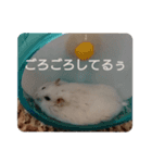 ハムスターのこむぎさん2（個別スタンプ：4）
