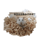 ハムスターのこむぎさん2（個別スタンプ：5）