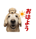 Golden Retriever 9 日常（個別スタンプ：1）