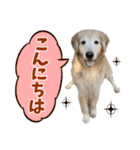 Golden Retriever 9 日常（個別スタンプ：2）