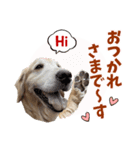 Golden Retriever 9 日常（個別スタンプ：3）