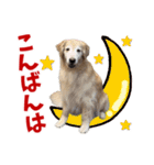 Golden Retriever 9 日常（個別スタンプ：4）