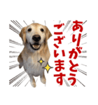 Golden Retriever 9 日常（個別スタンプ：6）