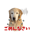 Golden Retriever 9 日常（個別スタンプ：7）