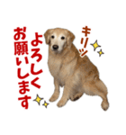 Golden Retriever 9 日常（個別スタンプ：8）