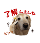 Golden Retriever 9 日常（個別スタンプ：9）