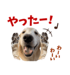 Golden Retriever 9 日常（個別スタンプ：10）