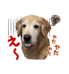 Golden Retriever 9 日常（個別スタンプ：11）