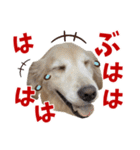 Golden Retriever 9 日常（個別スタンプ：12）