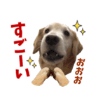 Golden Retriever 9 日常（個別スタンプ：14）