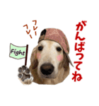 Golden Retriever 9 日常（個別スタンプ：15）