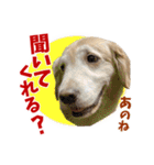 Golden Retriever 9 日常（個別スタンプ：16）