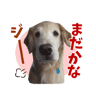 Golden Retriever 9 日常（個別スタンプ：17）