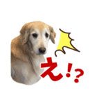 Golden Retriever 9 日常（個別スタンプ：18）