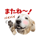 Golden Retriever 9 日常（個別スタンプ：19）