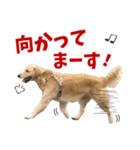 Golden Retriever 9 日常（個別スタンプ：20）