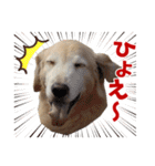 Golden Retriever 9 日常（個別スタンプ：22）