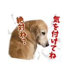 Golden Retriever 9 日常（個別スタンプ：23）