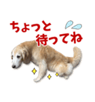 Golden Retriever 9 日常（個別スタンプ：24）