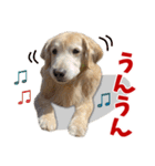 Golden Retriever 9 日常（個別スタンプ：25）