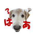 Golden Retriever 9 日常（個別スタンプ：27）