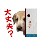 Golden Retriever 9 日常（個別スタンプ：28）