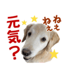 Golden Retriever 9 日常（個別スタンプ：29）