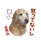 Golden Retriever 9 日常（個別スタンプ：30）