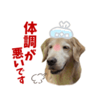 Golden Retriever 9 日常（個別スタンプ：31）