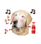 Golden Retriever 9 日常（個別スタンプ：32）