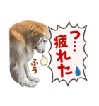 Golden Retriever 9 日常（個別スタンプ：33）