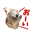 Golden Retriever 9 日常（個別スタンプ：34）