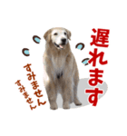 Golden Retriever 9 日常（個別スタンプ：35）