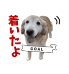 Golden Retriever 9 日常（個別スタンプ：36）