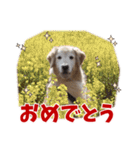 Golden Retriever 9 日常（個別スタンプ：39）