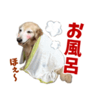 Golden Retriever 9 日常（個別スタンプ：40）