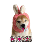 柴犬さくらちゃん001（個別スタンプ：1）